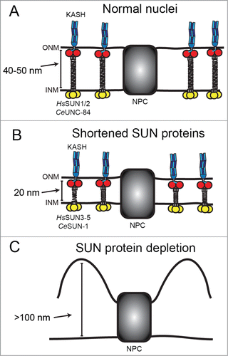 Figure 1. SUN proteins are predicted to regulate nuclear envelope spacing. In this figure, SUN proteins are depicted in the inner nuclear membrane (INM) with their nucleoplasmic domain in yellow and their conserved SUN domain in red. SUN domains bind KASH proteins (blue) in the outer nuclear membrane (ONM). NPC are nuclear pore complexes where the inner and outer nuclear membranes are connected. (A) The linker domains of human SUN1/2 and C. elegans UNC-84, between the trans-membrane span and the SUN domain, are predicted to form trimeric rods that span the 40–50 nm distance between the inner and outer nuclear membranes. (B) Shorter SUN proteins (human SUN3–5 and C. elegans SUN-1) are predicted to have shorter luminal domains and, as a result, narrower nuclear envelope spaces. (C) In the absence of LINC complexes, lack of connection of the cytoskeleton to the nucleoskeleton is expected to cause the ONM to separate from the INM.Citation9