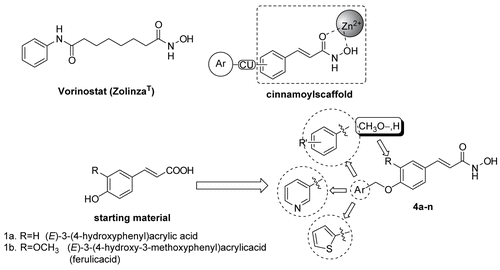 Figure 2.  Design of novel cinnamoyl derivatives as HDAC inhibitors.