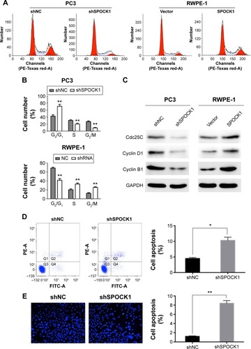 Figure 4 Modulation of SPOCK1 interrupted cell cycle progression and cell apoptosis process.