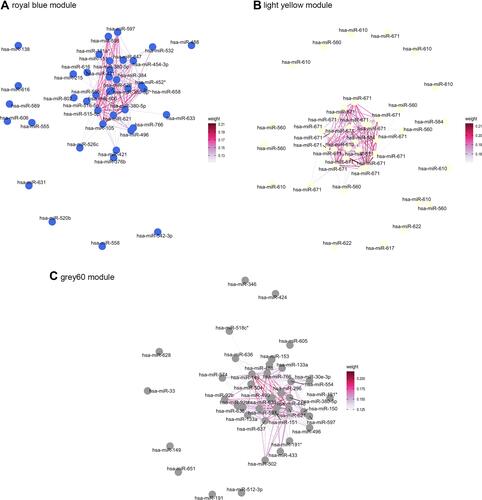 Figure 4 Visualization of the network connections among the most connected miRNAs in the royal blue module (A) light yellow module (B) and grey60 module (C) generated by the Cytoscape software. Edge weight indicates the TOM similarity between two nodes.