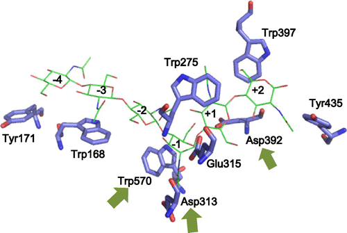 Fig. 1. Superimposition of the active site structure of ligand-free wild-type VhChiA and VhChiA E315M mutant complexed with GlcNAc6 (only GlcNAc6 shown as green; PDB code, 3B9A).Notes: GlcNAc-binding subsites are indicated by integers based on the nomenclature suggested by Davies et al.Citation39). The amino acid residues presented as the stick model are important for chitooligosaccharide binding. The structure of ligand-free wild-type VhChiA was obtained from the PDB database (PDB code, 3B8S)Citation30) and displayed by the program PyMol (www.pymol.org/). The arrows indicate the mutation targets.