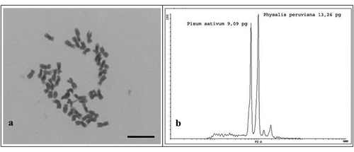 Figure 1. Mitotic metaphase (2n = 4x = 48) with chromosomes of a plant of a studied cape gooseberry population (a) and a representative histogram of the mean 2C nuclear DNA content of the population, using Pisum sativum as internal standard. Bar = 10μm (b). The population represented in this diagram is that of Caçador. Lages, UDESC-IMEGEM, 2016.