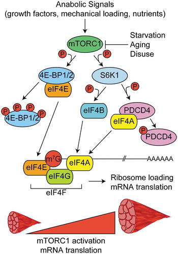 Figure 2. Regulation of mRNA capping and translation initiation by mTORC1. In response to anabolic stimuli, mTORC1 phosphorylates multiple downstream targets to govern the formation of the multi-protein eukaryotic initiation factor 4F complex (eIF4F) and subsequent translation initiation. The eIF4F complex is comprised of eIF4E (m7G mRNA cap binding protein), eIF4G (initiation factor scaffold protein), and eIF4A (RNA helicase) and its formation is the rate limiting step in translation initiation. Phosphorylation of eIF4E binding proteins 1 and 2 (4EBP1 and 4EBP2) frees eIF4E and allows it to bind to the m7G cap. The kinase activity of the 70 kDa ribosomal S6 protein kinase (S6K1) is increased in response to phosphorylation by mTORC1. S6K1 phosphorylates programmed cell death-4 (PDCD4) and relieves its inhibitory effect on eIF4A. S6K1 also phosphorylates eIF4B which further promotes helicase activity of eIF4A.