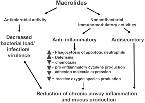 Figure 3 Potential beneficial effects of macrolides in COPD patient.