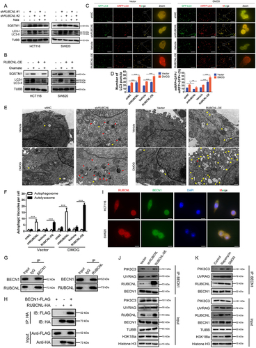 Figure 5. RUBCNL promoted autophagasome maturation through mediating the recruitment and function of PtdIns3K complex.