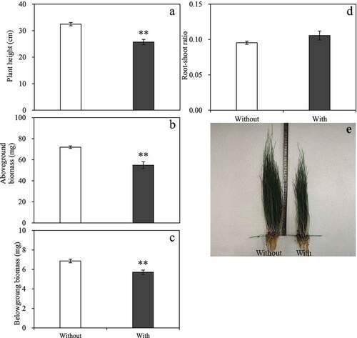 Figure 4. Effects of A. baimaensis VOCs on plant height (a), aboveground biomass (b), belowground biomass (c), root-shoot ratio (d), and phenotypes (e) of E. nutans. ** indicant significant difference than CK (P ≤ .01), * indicant significant difference than CK (P ≤ .05), and vertical bars indicate ± SE of mean.