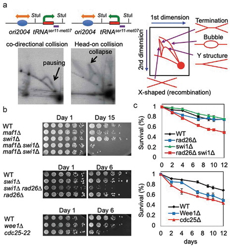 Figure 3. Replication stress contributes to lifespan shortening. (a) 2D-gel analysis of replication forks in cells with pTKS-ori2004-tRNAser11met07Rear (left) or pTKS-ori2004-tRNAser11met07Head (right). Plasmids isolated from the cells were digested with StuI. The tRNAser11-met07 gene, within the StuI fragment, was analyzed via Southern blot. Schematic diagrams show the orientations of DNA replication and transcription. StuI restriction sites and the probed region are indicated. A diagram of the migration pattern of replication intermediates that can be detected in 2D-gel is shown. (b) Cells of the indicated genotypes were first grown under calorie restriction (0.1% glucose) for 1, 6, or 15 days in liquid medium. Fivefold serial dilutions of cells were then plated on solid agar medium containing 3% glucose to test cell viability. (c) The indicated cells were grown to stationary phase in liquid medium. The cultures were maintained at the indicated temperature for up to 12 days and cells were spread on agar medium to allow for colony formation. The number of colonies was counted to obtain colony formation unit per ml, and the survival rate of the 0-day culture was set to 1. Error bars correspond to standard deviations obtained from three independent experiments