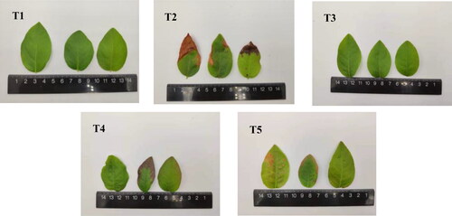 Figure 2. Effect of exogenous application of melatonin on blueberry leaves at day 30 after mixed salt stress.Note: Control T1: nonstressed plants, watered with 1/10 modified Hoagland nutrient solution; Control T2: watered with saline (90 mmol·L−1 mixed salt + 1/10 modified Hoagland nutrient solution); T3, T4, and T5: watered with sprays of 100, 200, and 300 μmol·L−1 melatonin solution and saline (90 mmol·L−1 mixed salt + 1/10 modified Hoagland nutrient solution), respectively.