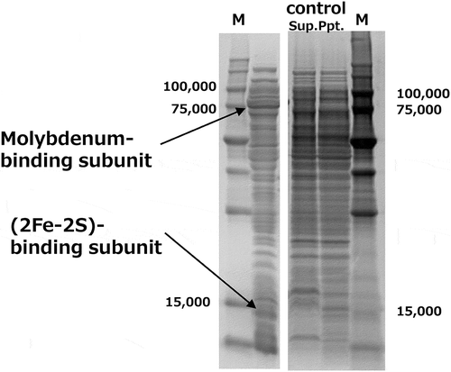 Figure 4. SDS-PAGE of BMAL-CHO dehydrogenase expressed in E. coli. The molecular weight of expressed molybdenum-binding subunit was 75 kDa and that of (2 Fe-2S)-binding subunit was 15 kDa. Lane M, broad-range protein molecular weight markers (Promega, Madison, WI, USA): 225,000, 150,000, 100,000, 75,000, 35,000, 25,000, 15,000, and 10,000. Control was CFE of E. coli BL21 STAR (DE3) harboring pET17b. sup., supernatant; ppt., precipitation.