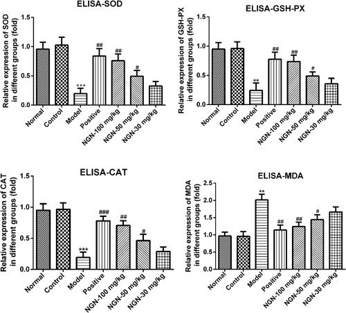 Figure 3 Effects of NGN on oxidative stress in renal tissue. SOD, GSH-Px and CAT activities, and the content of MDA in renal tissues were determined by enzyme-linked immunosorbent assay. The histogram results showed that the activities of SOD, GSH-Px and CAT were reduced noticeably in the GDM model group with a marked increase of MDA when compared with normal and control groups. On the contrary, NGN treatment elevated the activities of SOD, GSH-Px and CAT obviously but reduced the content of MDA dose-dependently. Data are expressed as the mean ± standard deviation. **P<0.01 and ***P<0.001 vs control group; #P<0.05, ##P<0.01 and ###P<0.001, vs model group. NGN, naringenin. SOD, superoxide dismutase; GSH-Px, glutathione peroxidase; CAT, catalase; MDA, malondialdehyde.