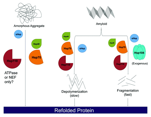 Figure 1. Hsp110, Hsp70, Hsp40 and sHsps are a disaggregation system in metazoan cells. Heat shock proteins Hsp110, Hsp70, and Hsp40 are capable of dissolving disordered aggregates. For labile aggregates, Hsp110 may only need to operate as a nucleotide exchange factor (NEF) for Hsp70, whereas for more stable aggregates it may need to serve as a NEF for Hsp70, engage substrate, and bind and hydrolyze ATP. Hsp110, Hsp70, and Hsp40 can also slowly depolymerize ordered amyloid substrates from their ends. Rapid amyloid dissolution can be achieved by supplementing Hsp110, Hsp70 and Hsp40 with exogenous Hsp104. Here, fibrils can be fragmented and monomers extracted from anywhere in the fibril (not just the ends), which leads to more rapid dissolution. sHsps can stimulate all of these protein disaggregation reactions, but are not absolutely required.