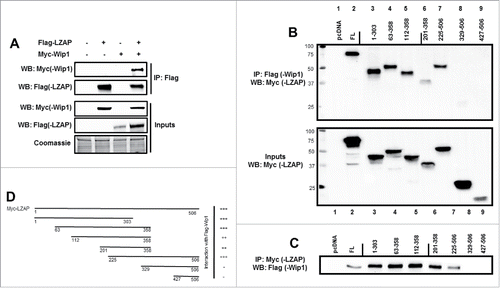 Figure 1. LZAP binds to Wip1. (A) Ectopically expressed LZAP and Wip1 co-immunoprecipitate. U2OS cells were transfected with indicated plasmids encoding tagged Flag-LZAP or Myc-Wip1. Immunoprecipitates were prepared using Flag affinity matrix to pull down LZAP, resolved on SDS-PAGE, and immunoblotted by antibodies recognizing Myc(-Wip1) or Flag(-LZAP). Expression of LZAP and Wip1 was confirmed by immunoblotting with Flag or Myc antibodies, respectively. (B and C) A central region of LZAP likely mediates its interaction with Wip1. U2OS cells were transfected with indicated plasmids encoding Flag-Wip1 and Myc-tagged truncation mutants of LZAP. Expression of Myc-LZAP truncation mutants was confirmed by immunoblotting with an antibody recognizing Myc (B, lower panel). Immunoprecipitates were prepared using either Flag (B, upper panel) or Myc (C) affinity matrix to pull down Wip1 or LZAP, respectively, resolved on SDS-PAGE, and immunoblotted by antibodies recognizing Myc(-LZAP) (B) or Flag(-Wip1) (C). In each panel, all lanes were run on the same gel; solid line indicates where images were cropped. Binding of LZAP truncations to full-length Wip1 is schematically summarized (D).