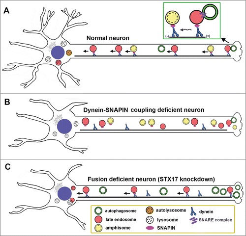 Figure 1. The motor-adaptor sharing model enabling axonal autophagosomes to be transported from distal axons toward the soma through fusion with LEs. (A) Autophagosomes gain the LE-loaded dynein motor complexes they need to move away from axonal terminals by fusing with LEs to form intermediate organelles known as amphisomes. SNAPIN serves as an adaptor of the dynein motor by interacting with dynein DNAI and attaching the motor to LEs. SNAPIN-dynein complexes drive long-distance transport of amphisomes from distal processes to the soma, where mature acidic lysosomes are relatively enriched. Such a mechanism enables neurons to efficiently reduce autophagic stress in distal axons and at synapses, thus maintaining axonal homeostasis. (B) Blocking dynein recruitment to LEs by disrupting dynein-SNAPIN coupling impairs the movement of amphisomes toward the cell body. (C) Reducing the ability of autophagosomes to fuse with LEs results in aberrant accumulation of immobile autophagic compartments in axon terminals.