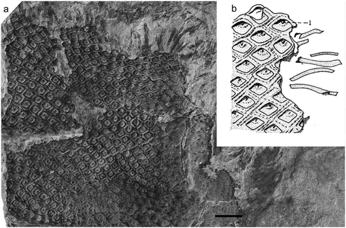 Figure 15. Ulodendron majus Lindley and Hutton. (a), British Geological Survey, Kidston Collection Specimen 19, Devonside, Tillicoultry, Clackmannanshire (UK); Lower Coal Measures (Duckmantian); scale bar = 10 mm. (b), Drawing of leaf cushions with associated leaves (from Thomas Citation1967b).