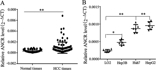 Figure 1. LncRNA ANCR was up-regulated in hepatocellular carcinoma (HCC) tissues and cells. A. ANCR was detected in HCC tissues and normal tissues using qRT-PCR. B. ANCR was detected in hepatocyte LO2 cells and HCC cell lines (Hep3B, HepG2, and Huh7). *p < 0.05, **p < 0.01. Statistical analysis of qRT-PCR was calculated by 2−△CT.