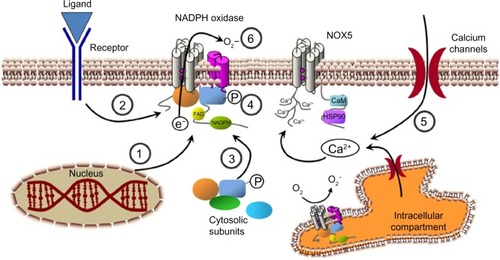 Figure 4 Possible strategies for NADPH oxidase inhibition. Several steps that can be used to modulate NADPH oxidase activity. (1) NADPH oxidase subunits expression. (2) Signaling upstream of NADPH oxidase activation. (3) Association of cytosolic subunits and formation of the complete enzyme complex. (4) Subunit phosphorylation (P) and activation. (5) Modulation of cytosolic calcium concentration. (6) Transference of electrons through the enzyme complex.