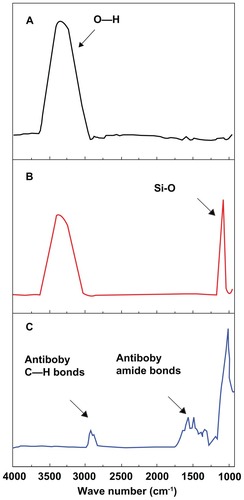 Figure 4 Synchrotron Fourier transform infrared spectra of (A) MNPs, (B) APTESmodified MNPs, and (C) immunofunctionalized MNPs.Abbreviations: MNPs, magnetite nanoparticles; APTES, 3-aminopropyltriethoxysilane.