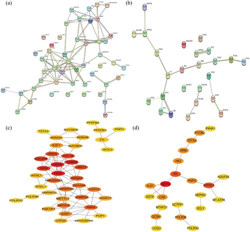 Figure 3. PPI network analysis. (a, b) The PPI analysis at STRING. (c, d) Cytoscape plug-ins cytoHubba analysis of candidate genes after PPI analysis. (a, c) Genes identified from GO analysis. (c, d) Genes identified from KEGG analysis. PPI, protein–protein interaction.