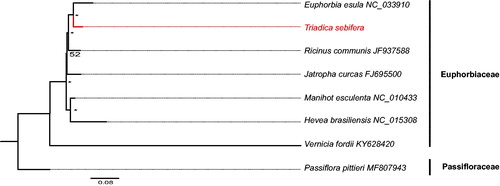 Figure 1. Phylogeny of Euphorbiaceae based on complete chloroplast genomes (accession numbers were listed behind each taxon. Statistical support values were showed on nodes. “*” indicates a 100% bootstrap value).
