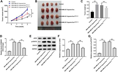 Figure 7 Exosomal SNHG1 derived from hypoxic breast cancer cells promotes the growth of breast cancer cells in vivo. (A–C) Tumor volume and tumor weight of xenograft tumors. (D) RT-qPCR analysis of SNHG1 level in tumor tissues. (E–G) Western blot analysis of JAK2, p-STAT3 and STAT3 expressions in tumor tissues. **P<0.01; n = 3.