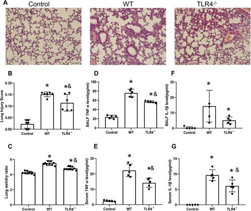 Figure 2 TLR4 deletion accelerates lung injury and the local inflammatory response induced by the HMGB1 instillation. (A) Pathological changes in lung tissues from TLR4 mice with different genotypes 48 h after an intratracheal instillation of HMGB1. (B) The morphological changes was quantified by using lung injury scoring system (C) Changes in the W/D weight ratio of the lung tissue 48 h after an intratracheal instillation of HMGB1 in mice with different TLR4 genotypes. (D) TNF-α levels were measured in BAL fluid from the control, WT, and TLR4-/- groups using an ELISA. (E) Serum TNF-α was measured by ELISA in the control, WT, and TLR4-/- groups. (F) IL-1β levels were measured in BAL fluid from the control, WT, and TLR4-/- groups using an ELISA. (G) Serum IL-1β levels were measured in the control, WT, and TLR4-/- groups using an ELISA, *p<0.05 between 3 groups by using Tukey’s test, &p<0.05 between WT and TLR4-/- group by using t-test.