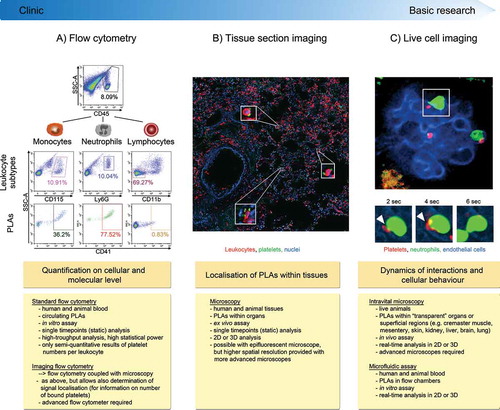 Figure 1. Methods to investigate platelet-leukocyte aggregate (PLA) formation. (A) Flow cytometry represents a high-throughput approach to quantify circulating PLAs in human and animal blood and to investigate expression of involved molecules. Due to its fast protocol and independence of highly specific machines, standard flow cytometry is readily usable in clinical settings. Panels show gating strategy to determine platelet hetero-aggregates with distinct leukocyte subtypes in stimulated murine blood. CD45 (pan-leukocyte marker), Ly6G (neutrophil marker), CD11b (marker to exclude cells other than lymphocytes) and CD41 (pan-platelet marker). (B) Tissue sectioning adds information about location of PLAs within human or animal tissues in conjunction with quantitative and qualitative evaluation of PLAs. However, preparation and evaluation of samples is more time-consuming and does not allow for high-throughput analysis, making tissue sectioning less attractive for clinical laboratories. Images show PLAs in inflamed murine lung histology sections (neutrophils labelled with anti-CD45 and platelets with anti-CD41). C) Concomitant live analysis of multiple cell types in animals in vivo or of human or animal blood cells in microfluidic devices provides information about dynamic changes of platelet-leukocyte interactions and their effect on cellular effector functions within physiologic microenvironments or under semi-physiological conditions under flow. Live cell imaging to investigate PLAs requires state-of-the-art microscopy facilities and areas of interest that are accessible for microscopy, thus making it well suited for basic research but not for clinical applications. Panel shows multiphoton image sequences of a platelet (labelled with anti-CD49b) interacting with a GFP+ neutrophil within glomerular capillaries of a LysM-GFP mouse over time (endothelial cells labelled with anti-CD31). PLA: platelet-leukocyte aggregate, SSC-A: side scatter––area, DAPI: 4′,6-Diamidin-2-phenylindol.