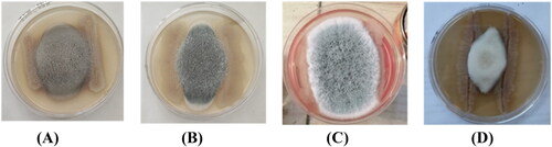 Figure 2. Antifungal activity of B. velezensis R22 against phytopathogenic fungi. (A) Alternaria alternata; (B) Aspergillus fumigatus; (C) Aspergillus niger; (D) Neocosmospora keratoplastica. The co-inoculation experiments were performed in 100 mm Petri dishes for 7 days.