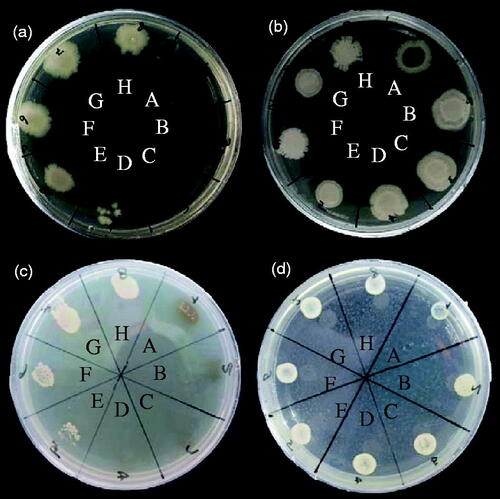 Figure 11. MBC of AgNPs against E. coli (a: green-AgNPs and b: chemical-AgNPs) and S. aureus (c: green-AgNPs and d: chemical-AgNPs) determined through sampling from different concentrations (A: 1024 μg ml−1, B: 512 μg ml−1, C: 256 μg ml−1, C: 128 μg ml−1, D: 64 μg ml−1, E: 32 μg ml−1, F: 16 μg ml−1, H: 8 μg ml−1) in MIC test.