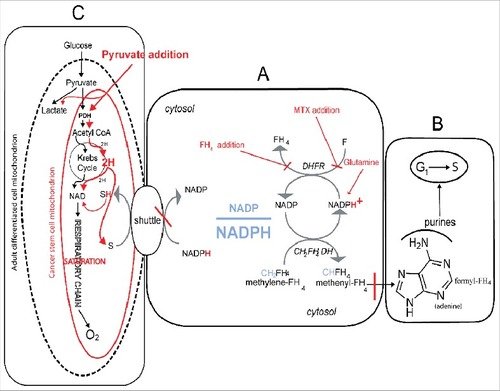 Figure 5. The metabolic network which regulates the cell cycle activation at the O2 dependent G1/S transition and its modification by pyruvate addition. The core of the network is the cellular redox-state expressed by the cytosolic NADP/NADPH ratio. This ratio (A) regulates the transfer of reducing equivalents (H) from the methylene-tetrahydrofolate (CH2-FH4) to methenyl-trahydrofolate (CH-FH4), a crucial NADP-dependent reaction generating NADPH. This is a limiting step of the synthesis of purine ring (B), required for the amplification of purine pools indispensable for the G1/S transition. A fundamental role in the regulation of the NADP/NADPH ratio is played by folate, whose reduction to FH4 by the dehydrofolic reductase (DHFR) generates NADP (A). The addition of an excess of FH4 impairs the DHFR activity, leading to an increment of NADPH, with the consequent reductive shift of the NADP/NADPH ratio and the inhibition of the G1/S transition. Consistently, FH4 mimics the effects of MTX, a powerful inhibitor of DHFR (A), incrementing the NADPH levels and inhibiting cell recruitment into S. Whatever the mechanism incrementing the cytosolic NADPH, including an excess of glutamine through the glutaminolytic pathway (A), has an inhibitory effect, unless the NADPH is removed through the shuttle mechanisms, which discharge the cytosolic reducing equivalents onto the mitochondrial respiratory chain. The frame above is regulated by the size and shape of the mitochondrial apparatus, see the oval sketches (C) in the Figure. Actually, the respiratory chain, which is the mitochondrial core, deeply differs in adult differentiated cells as compared to stem cell and cancer undifferentiated cells; the adult cells normally contain a high number of differentiated cristae-rich mitochondria (dashed black line), whereas stem cancer cells contain very few cristae-poor mithocondria (red line). This difference implies that the two cell types can exploit two different amount of disposal of reducing equivalents (H) produced both by the glycolytic pathway as well as by the metabolic oxidative reduction carried out in the cytosol. In fact, these sources compete each other for the respiratory chain with the following consequences. Up to the point that no one of the two sources saturate the respiratory chain, glycolysis will be performed down to the final oxidation of glucose down to CO2 and H2O, without arresting glucose metabolism at the level of the pyruvate exportation through the lactate conversion. This is the reason why adult differentiated cell do not produce lactate but in anaerobiosis, or upon inhibition of respiratory chain (e.g. by antimycin A). This is what Warburg called the anaerobic glycolysis, which is the pathway that each cell must activate in severe hypoxia. On the other hand, whenever in aerobic conditions, the cytosolic sources tend to saturate the respiratory chain (e.g. in the presence of an excess of pyruvate) the cell brings about the total oxidation of glucose without lactate conversion, proportionally to the unsaturation of respiratory chain. Under this conditions, the cell will produce lactate despite the presence of O2, which is what Warburg defined aerobic glycolysis, the enigma remains so far the Warburg paradox, with the inscribed anticancer therapeutic suggestion explore in this study. The extreme pyruvate anticancer selectivity derives from the easy saturation of the respiratory chain of the immature cancer mitochondria, as compare to the vast number of the mature mithocondria of adult differentiated cells. Indeed the saturation of differentiated cells is not obtainable at concentrations thousand time higher than the cancer cytotoxic ones. Updated from 25.