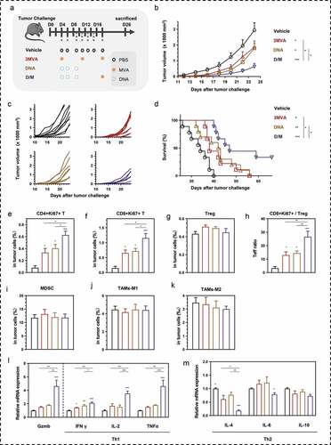 Figure 5. Comparison of therapeutic efficacy among the different heterologous prime-boost strategies. (a) Schematic of the therapeutic regime. 1 × 105 MSf+ Lewis cells were injected subcutaneously on the right back of C57 bl/6 mice on day 0, and vaccinations began 4 days after tumor inoculation. (b) Tumor growth curve in groups; each group included ten mice. (c) Tumor growth curve of each mice in groups. (d) Survival curve; each group involved nine mice. (e–g) Percentage of intra-tumoral proliferative CD4+ T (CD4+Ki67+), proliferative CD8+ T (CD8+Ki67+) and Treg (CD4+CD25+Foxp3+) were analyzed using flow cytometry. (h) The ratio of CD8+Ki67+ T cells to Tregs. (i) Analysis of intra-tumoral MDSC. (j, k) The percentage of MDSC (CD1b+Gr-1+), TAM-M1 (F4/80+CD206−), and TAM-M2 (F4/80+CD206+) was analyzed using flow cytometry. (l, m). Relative mRNA expression of Gzmb and Th1/Th2 cytokines was analyzed using qRT-PCR. Groups drawn in colors: Vehicle (PBS; black), 3MVA (red), DNA-1 (brown), DNA-2 (pink), D/M (blue). One-way ANOVA followed by LSD analysis was performed to analyze the significant differences between groups. *P < .05; **P < .01; ***P < .001