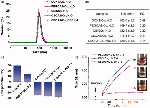 Figure 5. The (a) size distribution, (b) mean diameter and PDI, (c) zeta potential, of DOX NCs and modified DOX NCs in different mediums from DLS measurement. (d) The size change of modified DOX NCs in PBS. The inserted photos were the samples in PBS after being left for 12 h. Means ± SD (n = 3).