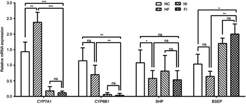 Figure 7 mRNA expression of bile acid metabolism. mRNA expression of CYP7A1, CYP8B1, SHP and BSEP. *P<0.05; ** P<0.01; ***P<0.001; ns, not statistically significant.