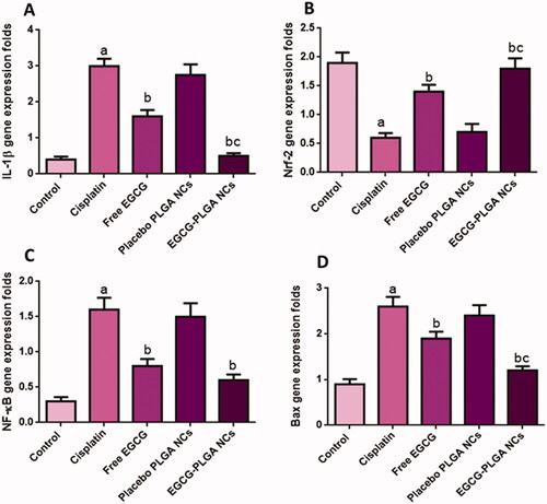 Figure 6. Effect of the EGCG (free and encapsulated) pretreatment on (A) IL-1β gene expression level, (B) Nrf-2 gene expression level, (C) NFκB gene expression level, and (D) Bax gene expression level. Data expressed as mean ± SD (n = 8/group), significant difference vs. arespective control, brespective cisplatin group, and crespective free EGCG group each at p ˂ .05.