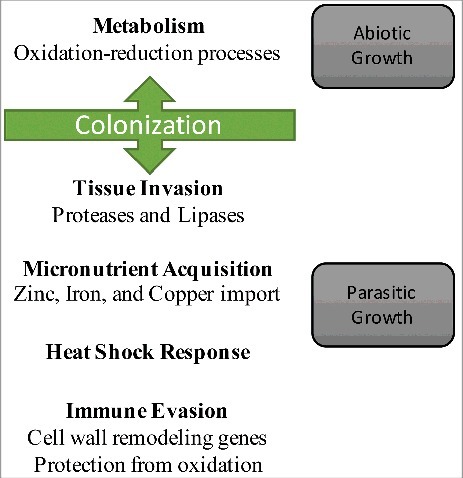 Figure 4. Model of the P. destructans gene expression changes that accompany WNS. Gene expression changes by P. destructans are compared for abiotic and parasitic growth. The changes in gene expression that we found are associated with these phases are indicated