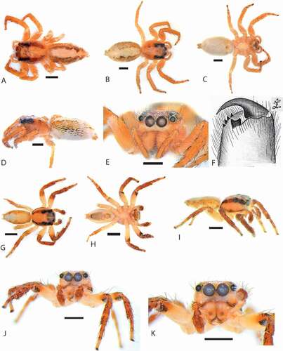 Figure 4. Cytaea alburna habitus. (a) Syntype ZMH dorsal view; (b) S103096 female dorsal view; (c) same, ventral view; (d) same, lateral view; (e) same, frontal view; (f) same, chelicerae dentation; (g) S103079 male dorsal view; (h) same, ventral view; (i) same, lateral view; (j) same, frontal view; (k) same close-up on chelicerae. Scale bars 1 mm