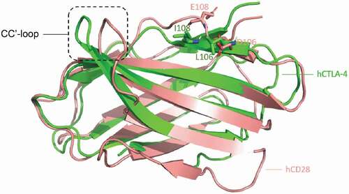 Figure 10. Structure comparison between human CTLA-4 and human CD28. The structures of hCTLA-4 (green) and hCD28 (salmon) are superposed. The main difference between these two is on the CC’-loop. On hCTLA-4, this loop interact with mAb146 HCDR1 and HCDR3, whereas a shorter loop on CD28 may cause potential clash. The L106 and I108 on hCTLA-4 and the corresponding residues D106 and E108 on CD28 are shown in sticks. The physical property of these residues may also contribute to the specificity of mAb146