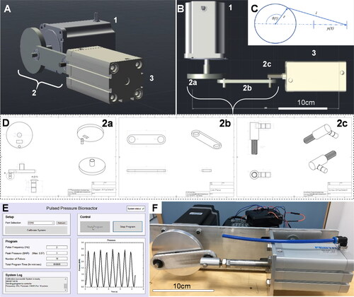 Figure 1. (A, B) Pneumatic pulsed pressure bioreactor composed of a (1) 13 N·m closed-loop bipolar stepper motor with a (2) 40 mm radius crankshaft mechanism driving a (3) 50 mm bore 157 ml pneumatic actuator piston with an 80 mm stroke. (C) The linear piston displacement was calculated using (t)≈r(1 − cos(θ(t))) with a resolution of 0.36°/step at the motor. (D) Three components were designed and machined in stainless steel to enable a robust mechanical connection between the stepper motor and the pneumatic piston, comprising a (2a) crankshaft, (2 b) a linkage rod, and (2c) a screw attachment which directly affixed to the piston actuator rod. (E) The bioreactor was driven by a closed-loop stepper driver and controlled by an Arduino UNO microcontroller, whilst a real-time user interface was created in C# for Windows for control over experimental variables (pressure frequency and maximum load, duration/number of cycles) via USB to the Arduino. A 400 kPa analogue sensor was used to provide real-time feedback of the pressure created in the chamber, and a Hall effect sensor used to control positional accuracy of the shaft. (F) When tested, the bioreactor was capable of outputting pulses of air from the cylinder at frequencies up to 3.5 Hz and pressures of up to 400 kPa. Scale bar is 10 cm.