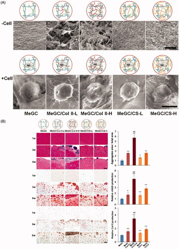 Figure 4. Morphology of hydrogels and evaluation using 3D cultured chondrocytes via histological analysis. (A) SEM images of hydrogels showing the interior morphology of hydrogels (upper images, scale bar = 5 µm) and cell adhesion to the hydrogels (lower images, scale bar = 10 µm). (B) Histological analysis of chondrocytes in hydrogel systems during 6-week culture, including H&E (top images and quantified data of aggregate area at 6 weeks), safranin-O (middle images and quantified data of sGAG at 6 weeks), and immunohistochemical staining of Col II (bottom images and quantified data of Col II at 6 weeks) (scale bar = 200 µm). n = 3; *p < .05 and **p < .01 compared with MeGC; ##p < .01 compared with other groups. Reprinted with permission from Choi et al. (Citation2014).