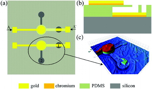 Figure 1. The top view of the chip's schematic diagram (a), the cross-section view of the biosensor along the line AA′ (b), the 3D image of the biosensor (c).