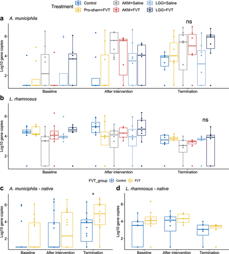 Figure 2. qPCR with L. rhamnosus and A. muciniphila specific primers were used to assess the abundance of gene copies per gram feces over the time span of baseline, after intervention, and termination. A) the development of the A. muciniphila abundance, B) L. rhamnosus abundance. C) the abundance development of native A. muciniphila strains for mice receiving FVT and no probiotic A. muciniphila (Pro-sham+FVT and LGG+FVT) compared to not receiving FVT or A. muciniphila (Lgg+saline and control). D) the abundance development of native L. rhamnosus strains for mice receiving FVT and no L. rhamnosus (Pro-sham+FVT and AKM+FVT) compared to not receiving FVT or L. rhamnosus (Akm+saline and control). Abbreviations: Lacticaseibacillus rhamnosus GG = LGG, Akkermansia muciniphila = AKM, fecal virome transplantation = FVT, Pro-sham = probiotic sham.