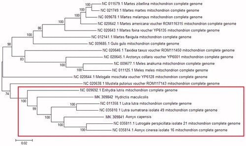 Figure 1. Phylogenetic reconstruction of full mitogenomes from mustelid species. Mitogenomes from this are provided in Genbank with accession numbers MK 309841 (A. capensis) and MK 309842 (H. maculicollis).