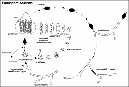 Figure 1 Life cycle of Podospora anserina. Podospora anserina is a coprophilic filamentous ascomycetes. The ascospores are the meiotic progeny and constitute the resistance form. After ascospore germination the fungus grows as a network of interconnected vegetative filaments -hyphae- with incomplete crosswalls. These hyphae can spontaneously fuse. If hyphal fusion involves incompatible strains the mixed fusion cell undergoes cell death. Upon nutrient starvation and exposure to light, the mycelium differentiates both male and female reproductive organs. The male gametes are termed microconidia. The female gamete is a large cell termed ascogonium and is contained in an organ called protoperithecium. After fertilization the male nucleus reaches the ascogonium and male and female nuclei undergo several mitoses. At this stage there is a transition from a coenocytic to a cellular state. A pair of nuclei of opposite mating-type enter a specialized hypha -the ascogenous hypha- and form a structure termed crozier, an isolated binucleate cell is formed in which meiosis takes place. This cycle is repeated over and over again so that a single fertilization event actually leads to about 50 independent meioses. After a post-meiotic mitosis, nuclei are packed into ascospores, each containing two nonbrother nucleic of the same half tetrad. As a result, ascospores will be homokaryotic for markers showing first division segregation but heterokaryotic for markers showing second division segregation (as in the example depicted here). The mating-type locus shows over 98% second division segregation, ascospores thus nearly invariably contain a nucleus of the + mating-type and a nucleus of the - mating type and thus give rise to self-fertile strains. The het-s locus is closely linked to the centromere and thus shows 95% first division segregation, thus in a het-s x het-S cross, asci nearly invariably contain two het-s and two het-S spores. Occasional mispackage events lead to formation of mononucleate ascospores and thus give rise to 5 spored asci. Strains originating from such mononucleate ascospores are single mating-type and thus self-sterile. They are used for genetic analyses. Note that the organism is haploid throughout its life cycle, the only diploid stage is the zygote.