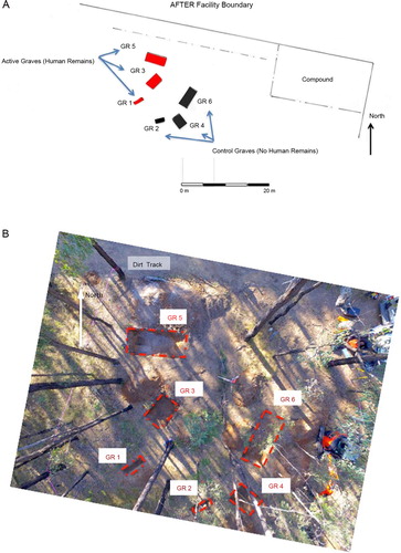 Figure 3. Plan (A) and aerial photograph (B) of the six experimental graves (GR1–GR6) at Australian Facility for Taphonomic Experimental Research (AFTER).