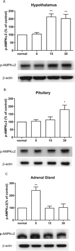 Figure 7. Effect of acute CWSS on AMPKα2 protein expression in the HPA axis. The protein p-AMPKα2 expression in the hypothalamus (A), in the pituitary (B), and the adrenal gland (C) were analyzed by Western blot. β-Actin (1:1000 dilution) was used as an internal loading control. Signals were quantified with the use of laser scanning densitometry and expressed as a percentage of the control. Values are mean ± SEM. The number of animals in each group was 6. *p < 0.05, **p < 0.01, ***p < 0.001.
