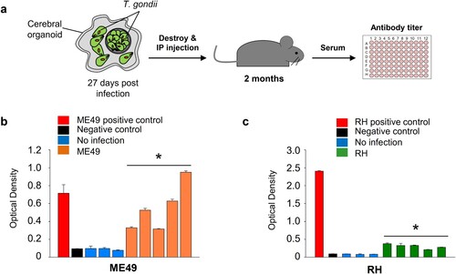 Figure 4. Virulence of T. gondii in the infected cerebral organoids. (A) Schematic representation of the experimental design: T. gondii isolated from infected cerebral organoids was injected into mice. The levels of T. gondii P30 protein were measured by ELISA (n = 5, biologically independent mice) 2 months postinfection. (B) ME49 and (C) RH antibody titre presented as the optical density of ELISA . *p < 0.05. Quantitative data are expressed as the mean ± S.E.M. of at least 3 independent experiments.