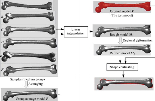 Figure 12. Example of generating a desired femur model according to partial known parameters. To generate a model which was the closest to the test model T, first, a rough model M1 was created through linear interpolation between the group average model P and the best matching model C. Then regions of femoral condyle, head and shaft were further deformed to obtain a refined model M2.