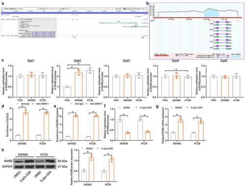 Figure 4. High DNA methylation level is identified in RARB promoter in CRC cells. (a) information of the CpG Island sequence at the RARB promoter obtained from NCBI; (b) validation of the CpG Island sequence; (c) DNA methylation level at different CpG Island sites in the RARB promoter in SW480, HT29 and FHC cells examined by qMSP (one-way ANOVA, compared to FHC cells) (Set1: SW480 vs. FHC: p = 0.7177; HT29 vs. FHC: p = 0.8936; Set2: SW480 vs. FHC: p = 0.0004; HT29 vs. FHC: p = 0.0002; Set3: SW480 vs. FHC: p = 0.9702; HT29 vs. FHC: p = 0.9213; Set4: SW480 vs. FHC: p = 0.9865, HT29 vs. FHC: p = 0.9648; Set5: SW480 vs. FHC: p = 0.9702, HT29 vs. FHC: p = 0.9966); (d) binding between DNMT1 and DLEU2 examined by RIP assay (two-way ANOVA) (SW480: p < 0.0001; HT29: p < 0.0001); (e) binding relationship between DNMT1 and RARB promoter examined by ChIP-qPCR assay (two-way ANOVA) (SW480: p < 0.0001; HT29: p < 0.0001); (f) DNA methylation level of RARB in SW480 and HT29 cells after 5-aZa-CDR treatment examined by qMSP (two-way ANOVA) (SW480: p < 0.0001; HT29: p < 0.0001); (g-h). mRNA (g) (SW480: p < 0.0001; HT29: p < 0.0001) and protein (h) (SW480: p < 0.0001; HT29: p = 0.0001) levels of SW480 and HT29 cells after 5-aZa-CDR treatment examined by RT-qPCR and immunoblot analysis (two-way ANOVA). Data were collected from three independent experiments. Repetition = 3. *p < 0.05; **p < 0.01.