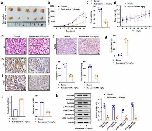 Figure 5. Bupivacaine inhibited the growth of xenografted tumors. Xenografted tumors were treated with or without bupivacaine. (a) and (b) Tumor size was measured every three days. (c) The weight of the tumors was detected. (d) The weight of nude mice was tested. (e) Pathological changes were detected by HE staining. (f) and (g) Apoptosis was detected by TUNEL. (h) and (i) xCT and GPX4 expression were detected by immunohistochemistry. (j) MDA and GSH levels were detected by ELISA. (k) The expression of PI3K/AKT signaling pathway related proteins were detected by Western blot. **P < 0.01 vs. control group.