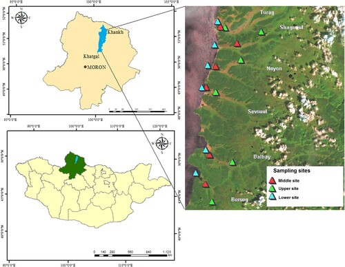 Figure 1. The Hövsgöl region (top left) and north central Mongolia (bottom left). Filled colored triangles indicate upper, middle, and lower sampling sites along the 6 streams in this study (right). Colour version available online.