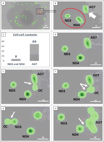 Figure 4. Cell-cell contacts. A, B: Red circles show non-dividing (ND3 and ND4) cells, white arrow indicates the actively dividing (AD7) cell. C: The number of observed cell-cell contacts in the early phase (before 70 h 50 min); D: 3 h 32 min, no cell-cell contacts; E: 3 h 34 min, cell-cell contact between AD7 and the other cultured cell (OC); F: 3 h 44 min, interaction of ND4 and AD7 cells with the OC; G: 5 h 08 min, interaction of ND3 cell with the OC; H: 70 h 52 min, prolonged interaction of the ND4 cell with the progeny of AD7 cell, which was lasting for 38 min. White arrows point to the sites of cell-cell interaction. Scale bars: A – 200 µm, B-H – 50 µm. See also Supplementary data.